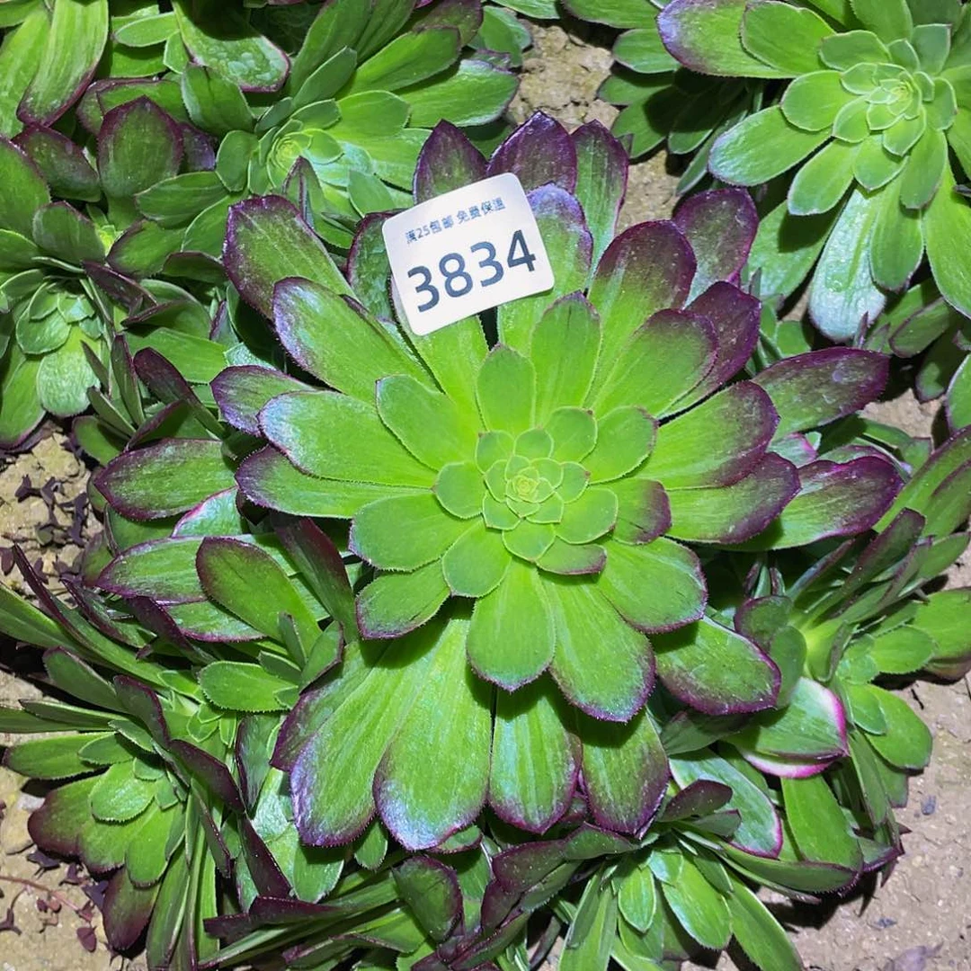 3834万花筒多肉植物