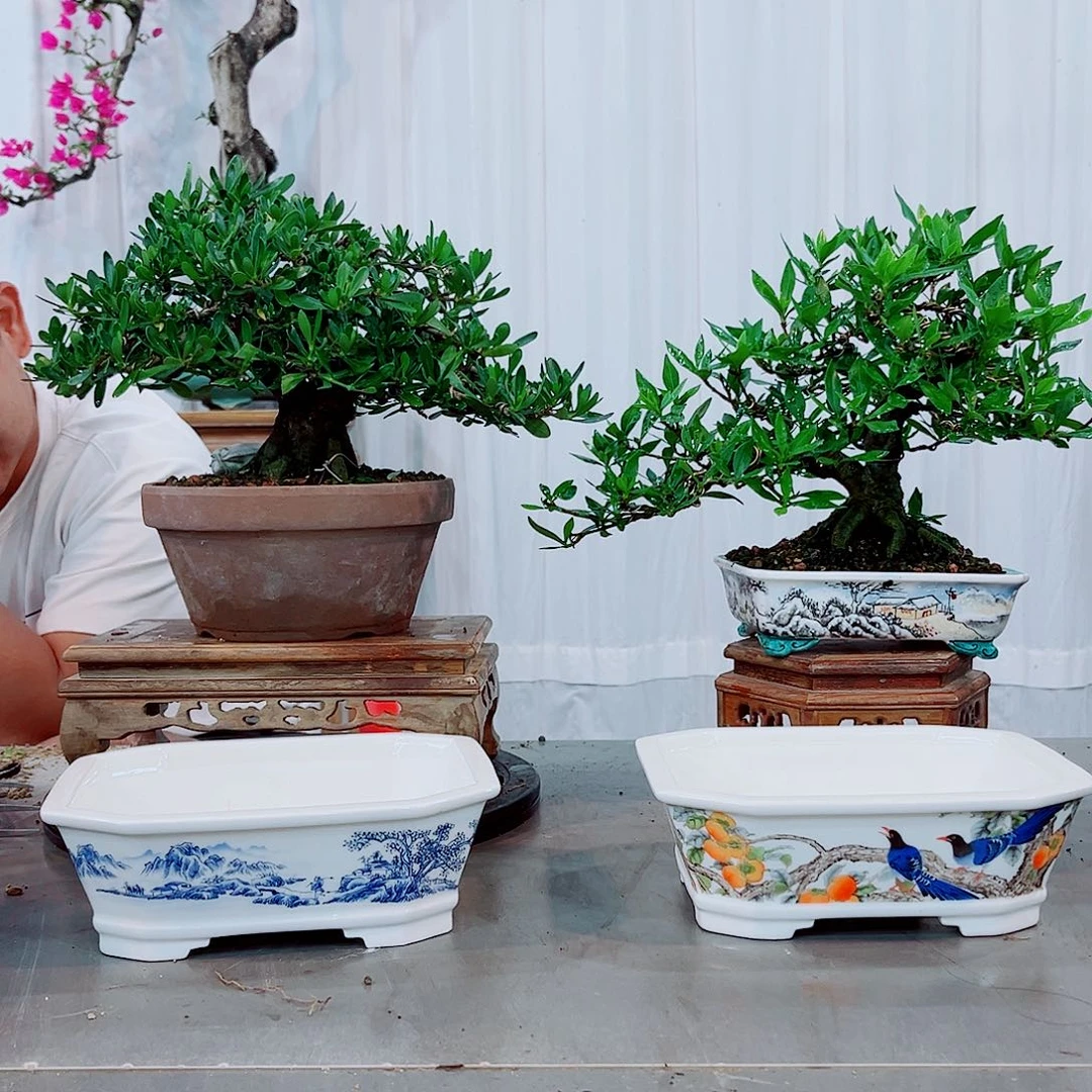 木***果牡丹，钝尾菊心栀子花