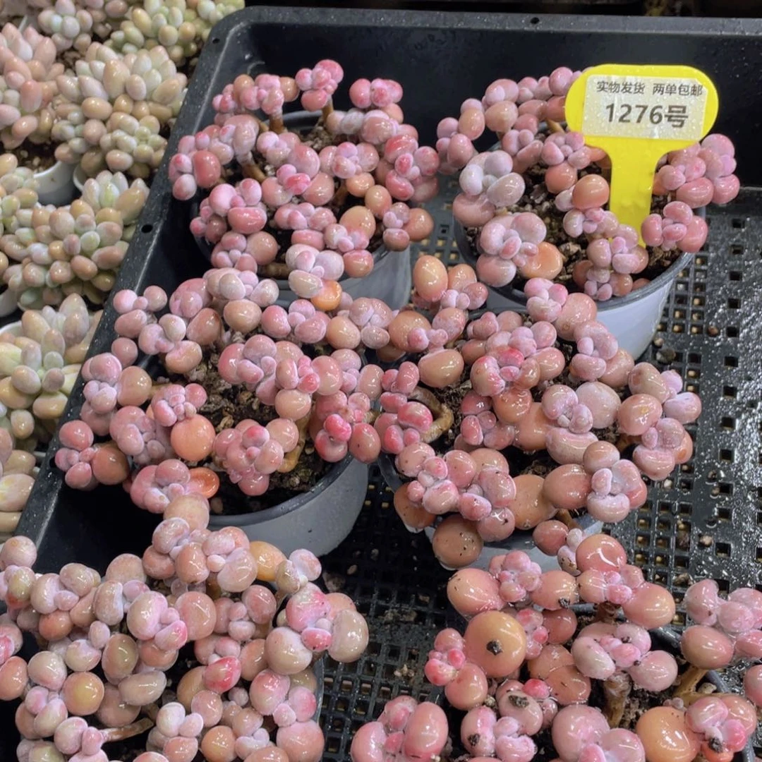 1276号 老桩丸叶腰子桃蛋组合一大盆