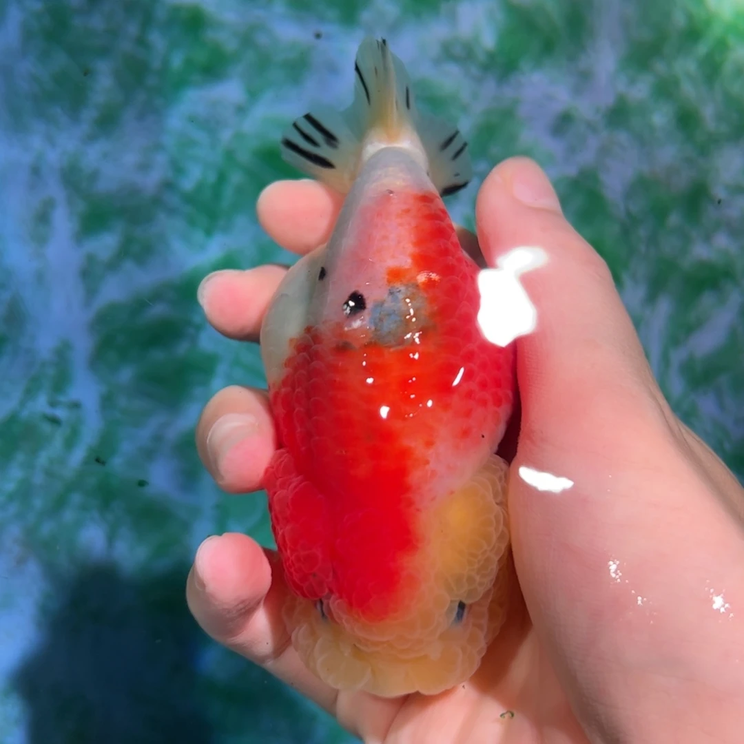 金鱼买够三条顺丰包邮陆运