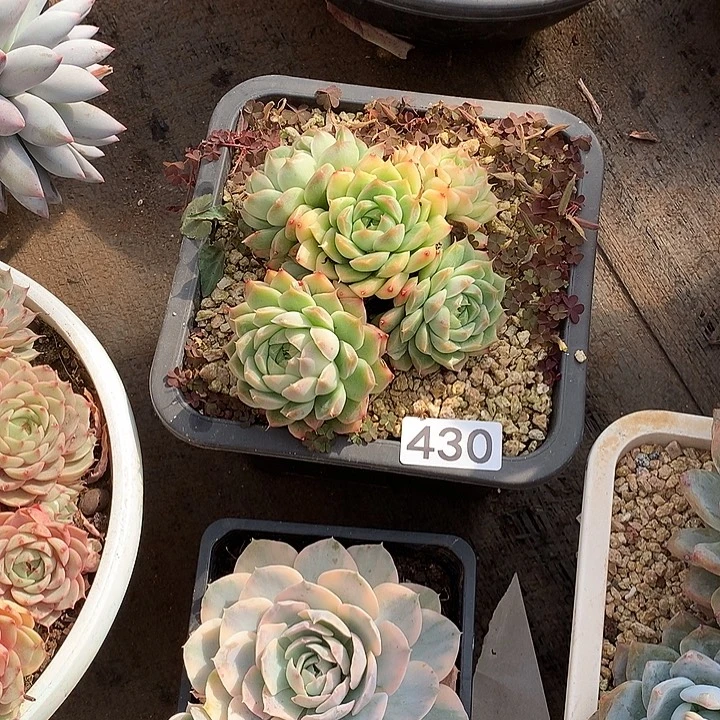 430杂一物一拍多肉