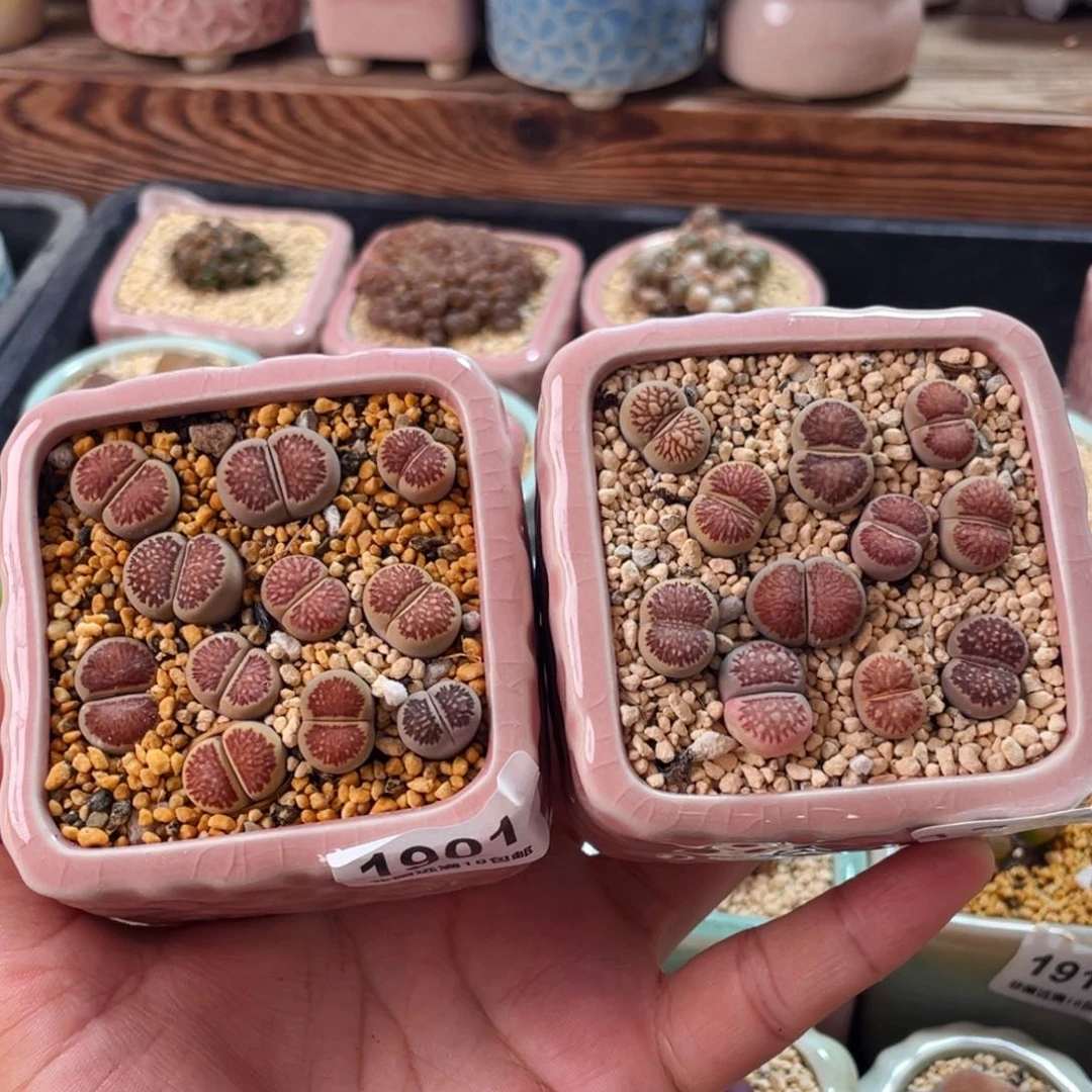 ****金无花朵1901-1274--一物一拍 带盆