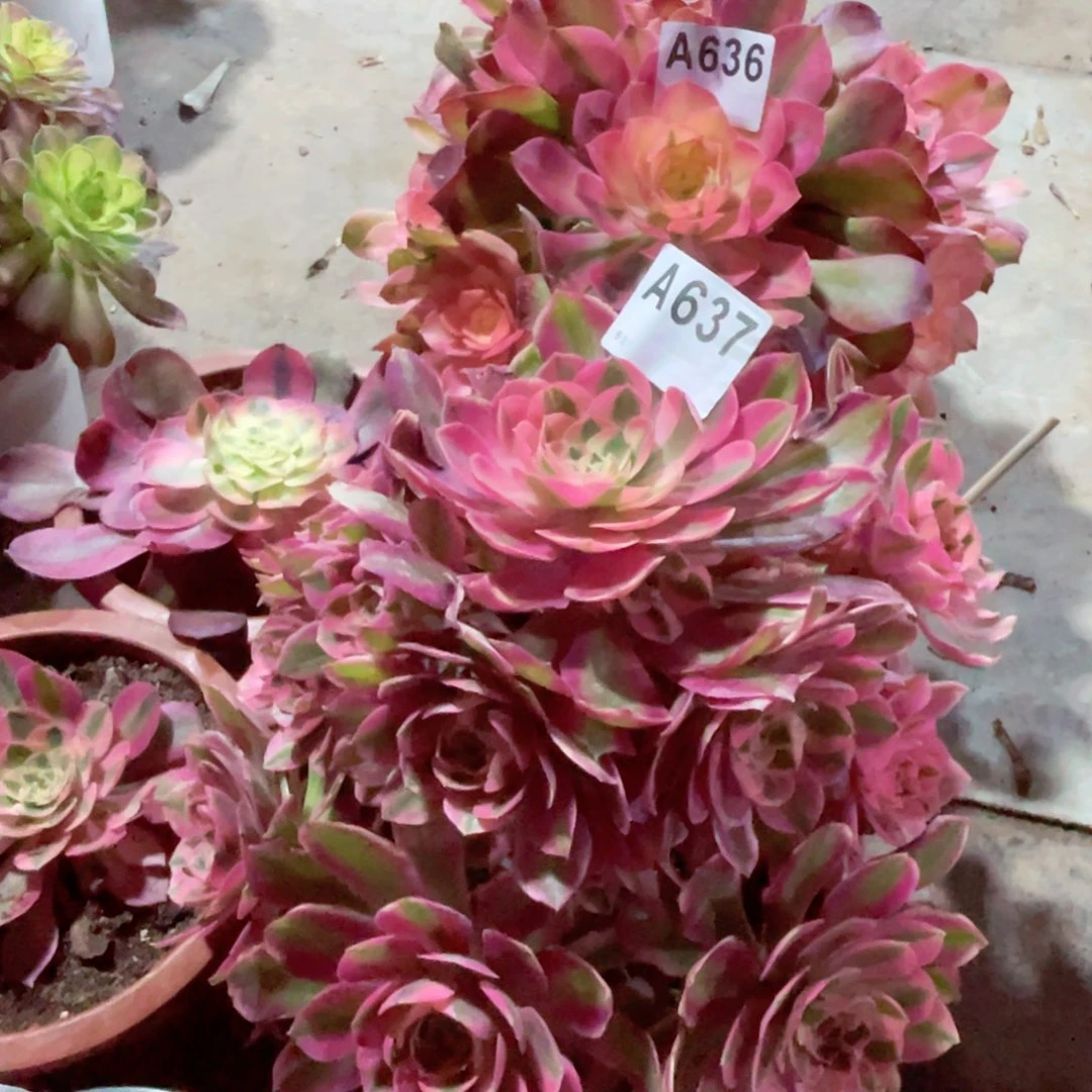 嫦****了香妃636有断枝女巫637没售后