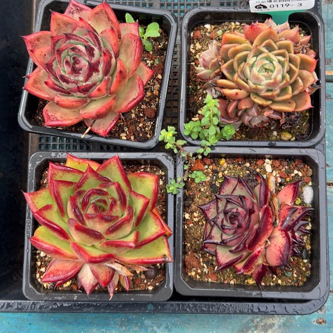 多肉一物一拍0119-3