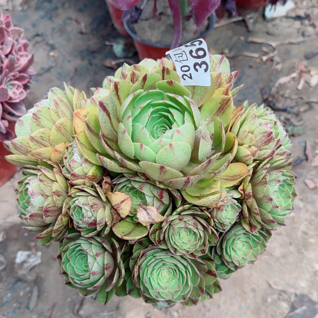 万拉丝多肉365满20包邮断枝不包