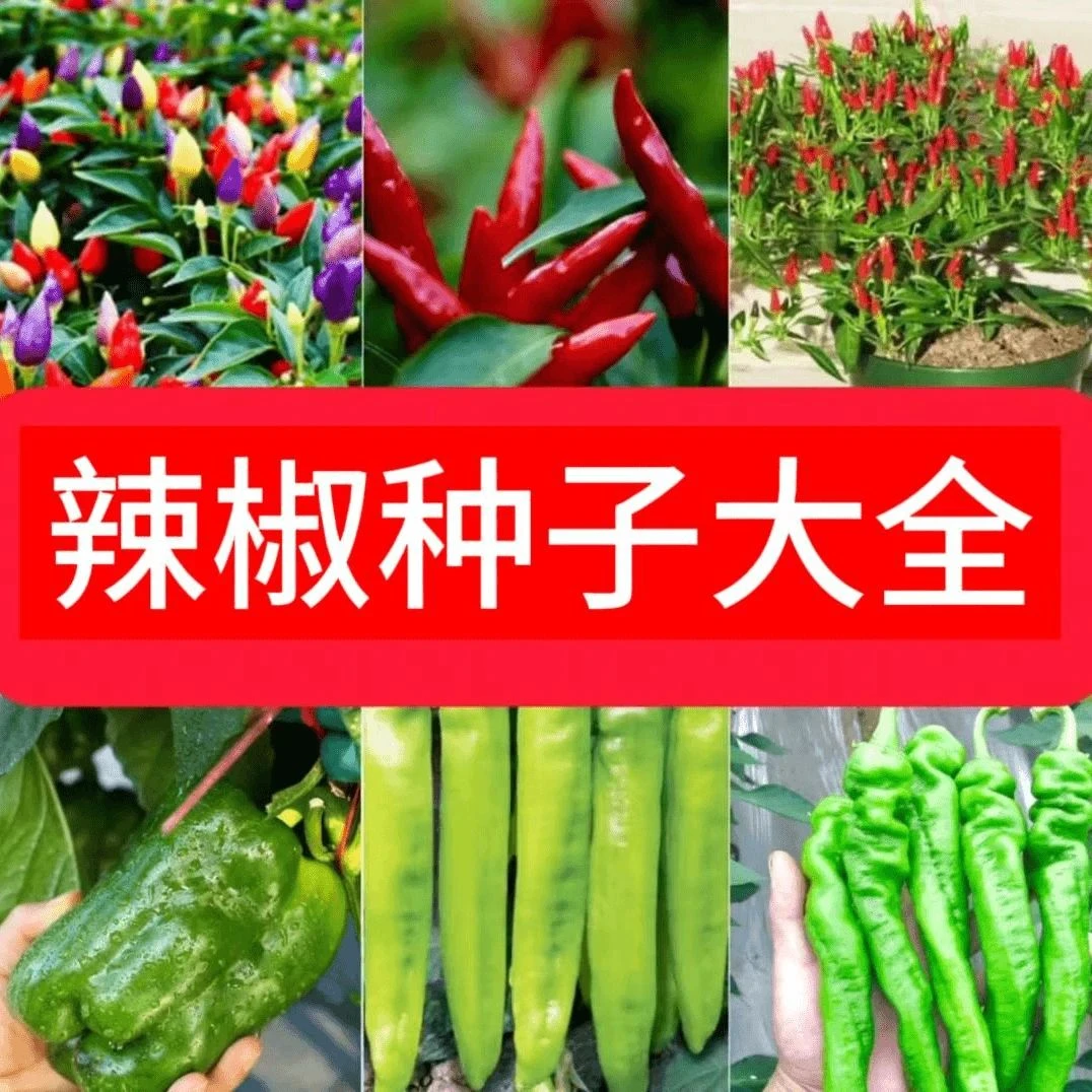 辣椒种子大全港椒辣椒五彩椒美人椒螺丝椒二金条