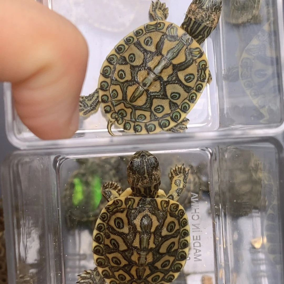 母绿毛龟魔戒2只打包1700