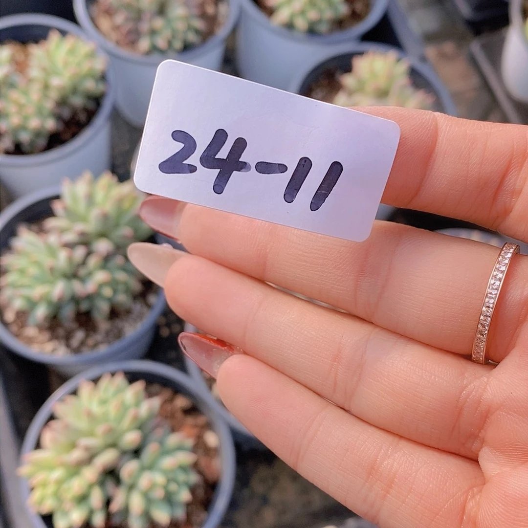 24-11-暗纹青花瓷三头福利一颗 量拍