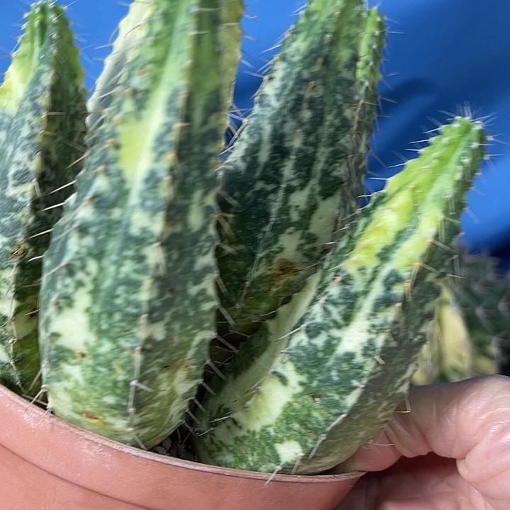 仙人球开花仙人球上