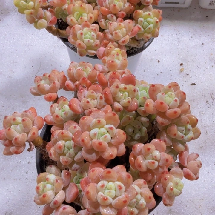 樱花果冻罗琦超级美