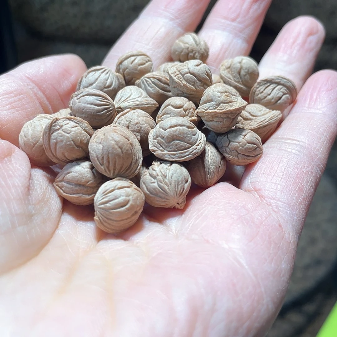 桃核手串老*浅纹散核不挑无孔9➕到12左右