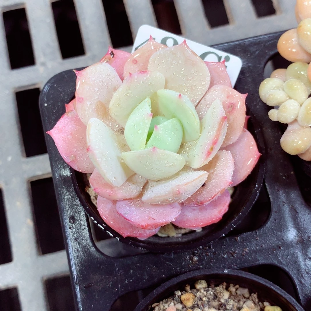 5厘米盆精控多肉489