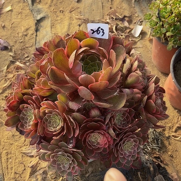 粉花妖263多肉不包断裸根