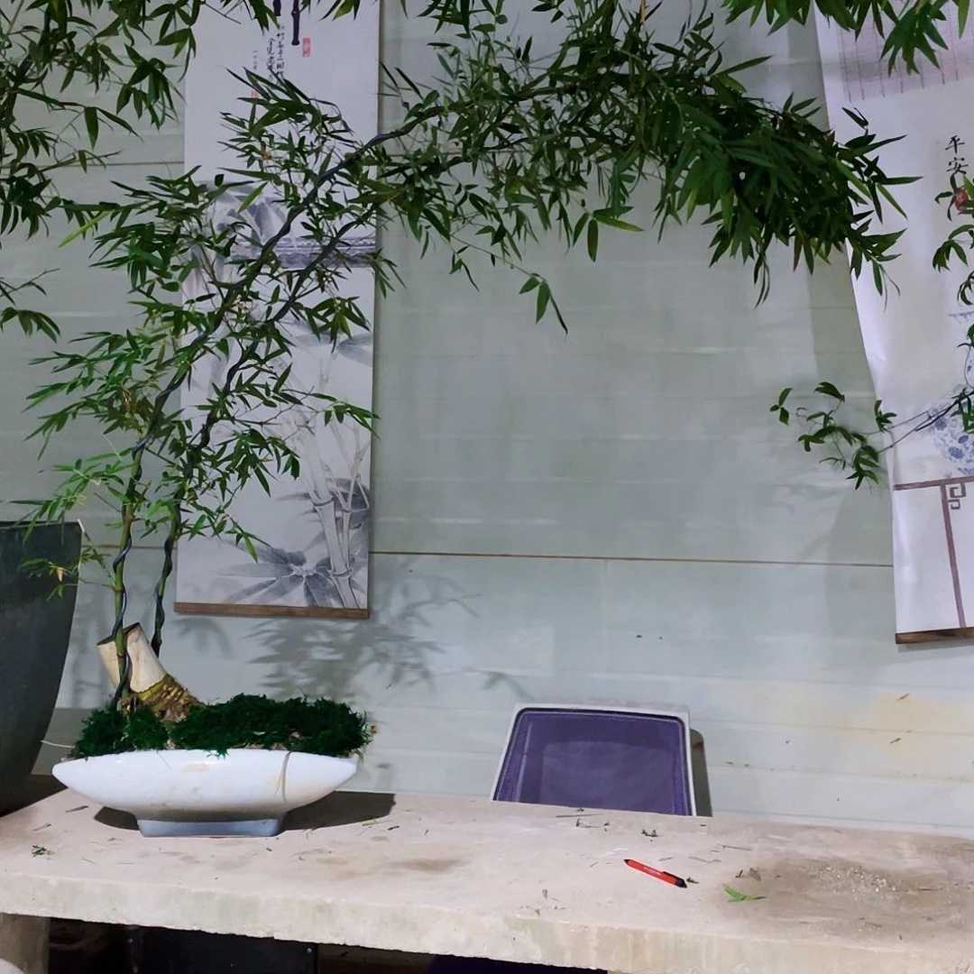 无花朵命**吒小叶簕竹熟桩陶瓷盆一物一拍