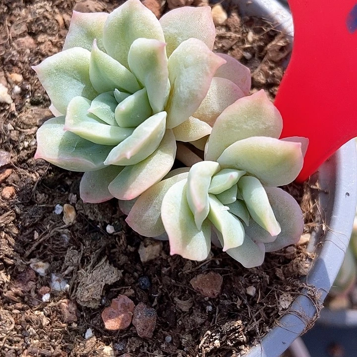 多肉植物泡泡纱814