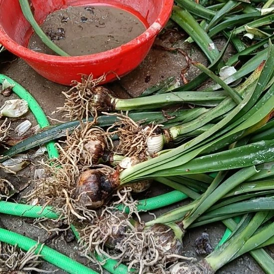 无花朵安吉拉5-6发一个