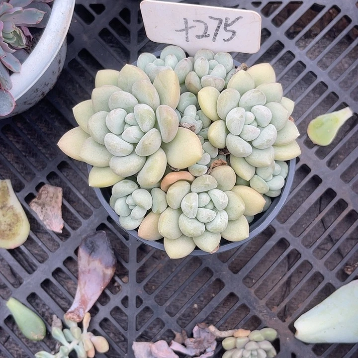 y***)晨语多肉，一物一拍275