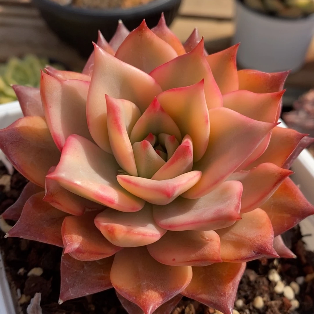 飘****卡梅拉多肉植物