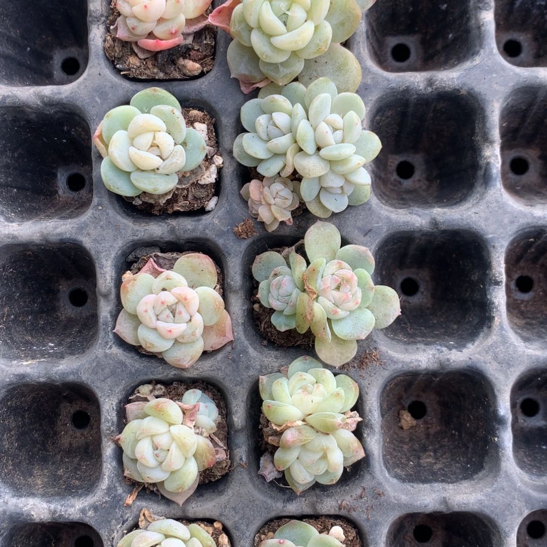 a2瑞雪 翠果花生露 一组包邮多肉
