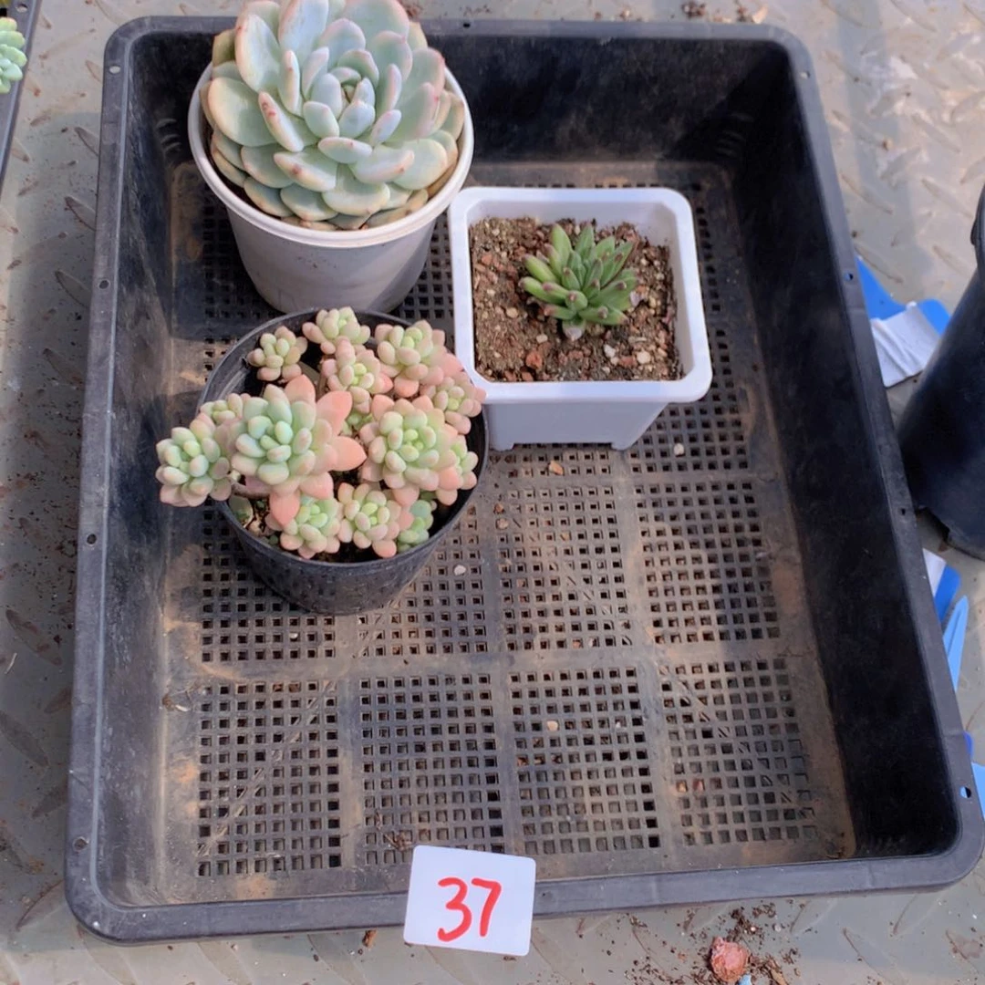 多肉植物一单包邮37