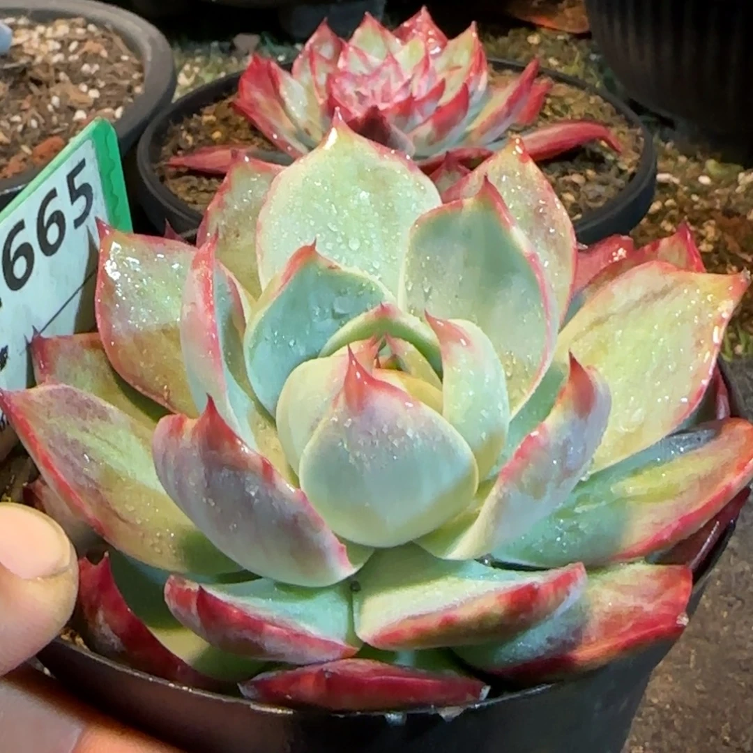 惊鸿一物一拍包装收缩花旱665