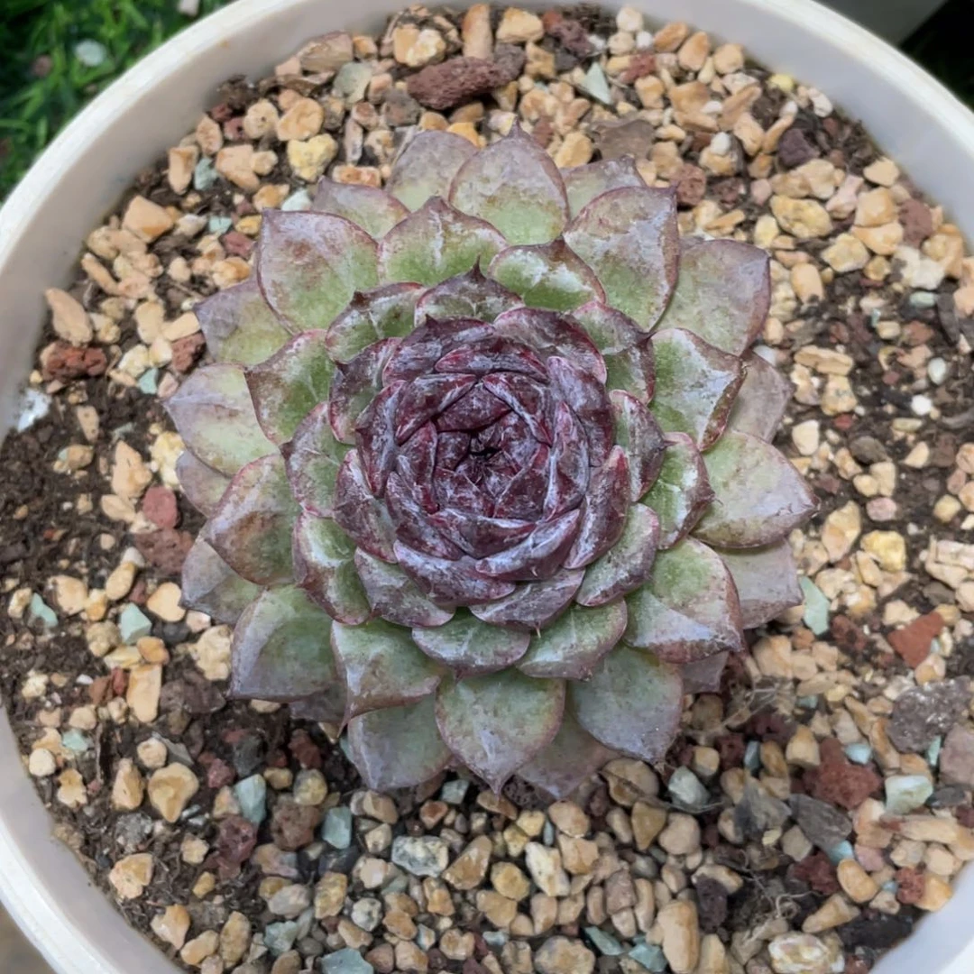 水晶杂冠幅9 公分一物一拍