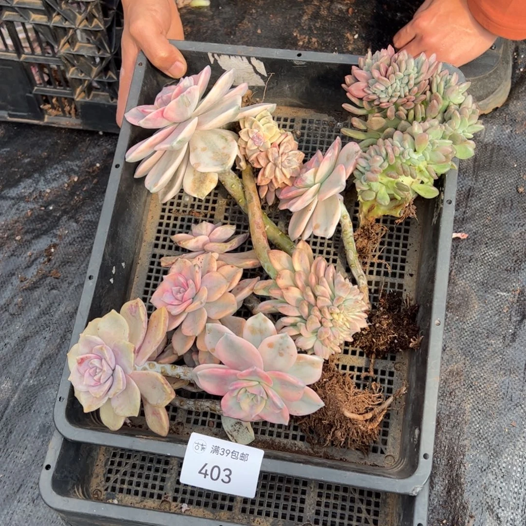 403多肉植物纤维维生素