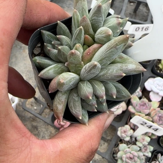 155炫彩星多肉植物多