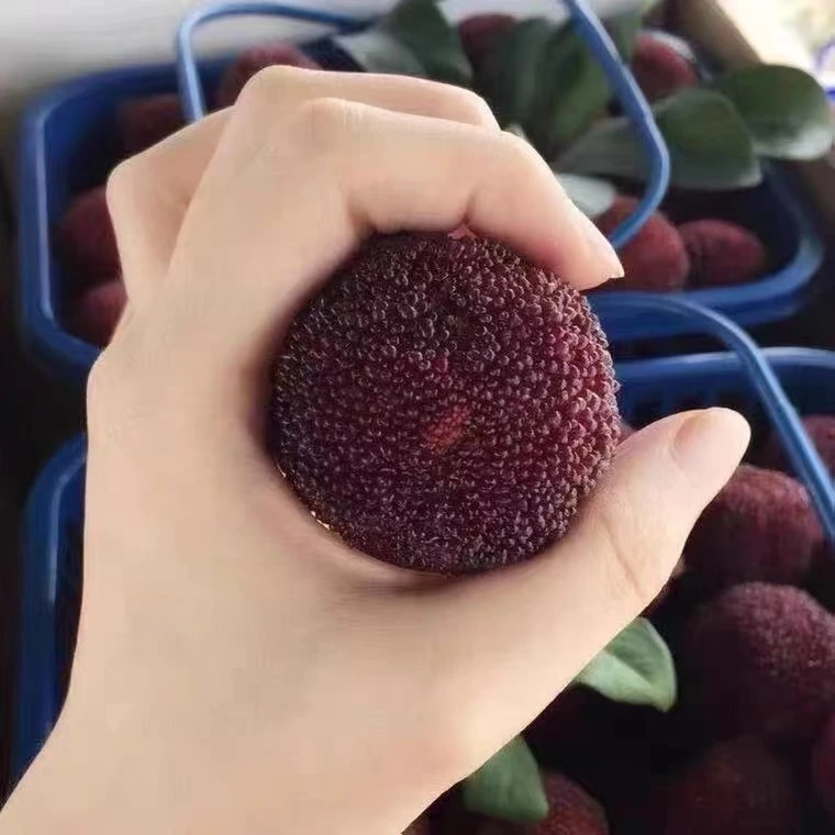 正宗仙居东魁杨梅大果大箱装当季水果送礼大杨梅