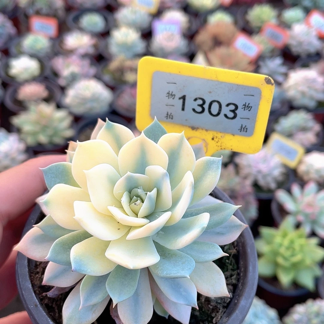 花***中1303号多肉植物盆栽
