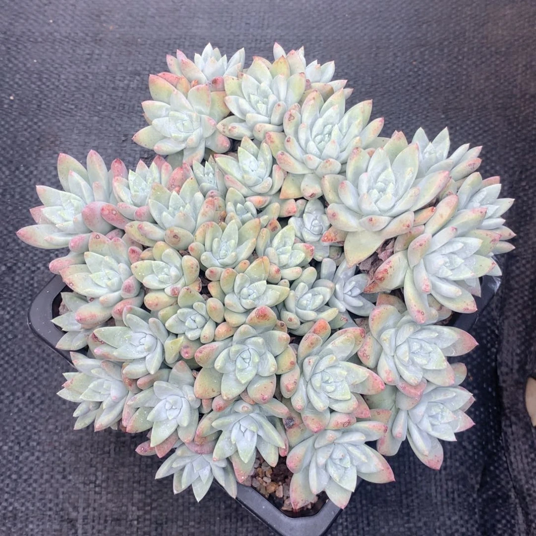 全部花朵白雪，仙女杯多肉