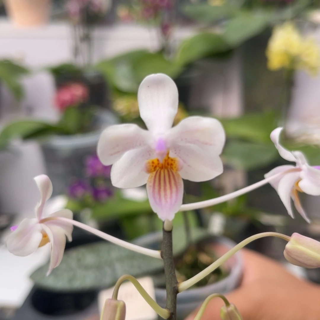 完全开放2004 3寸林登交苏拉威西 一物一拍