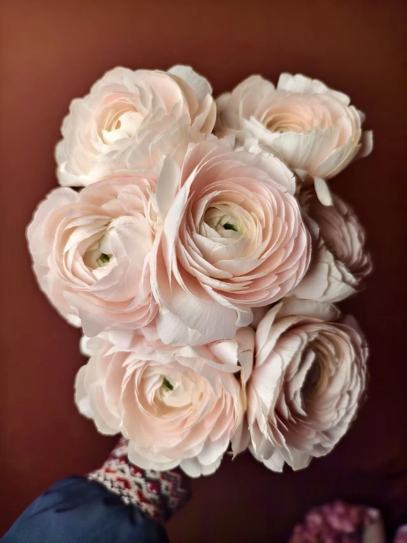 【pp超级系列洋牡丹5支】鲜花 鲜切花