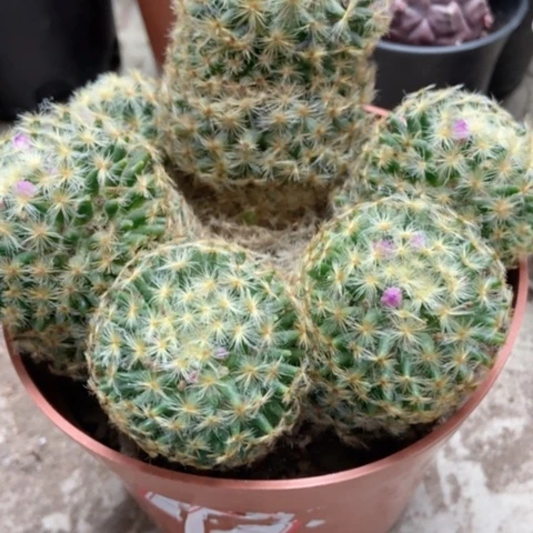 明星仙人球12米仙人球