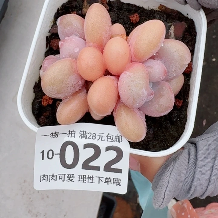 粉兔无盆土发货无盆