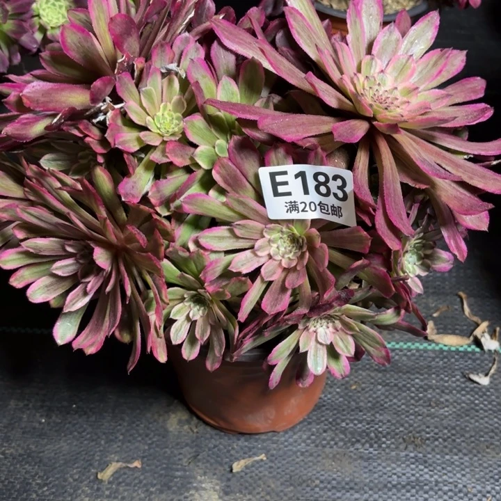 瑞妈一物一拍183