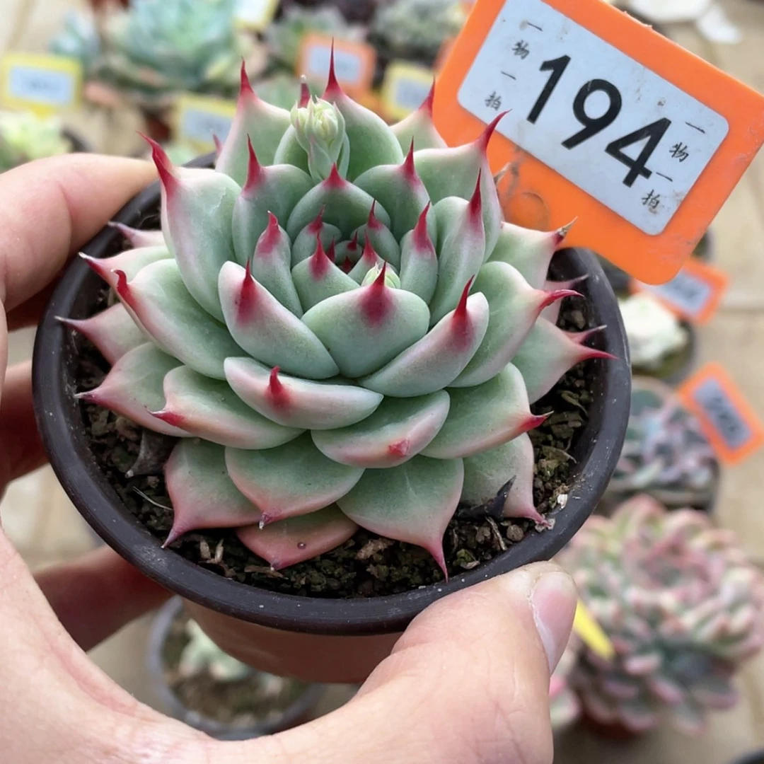 【闪购商品】S****媛194号