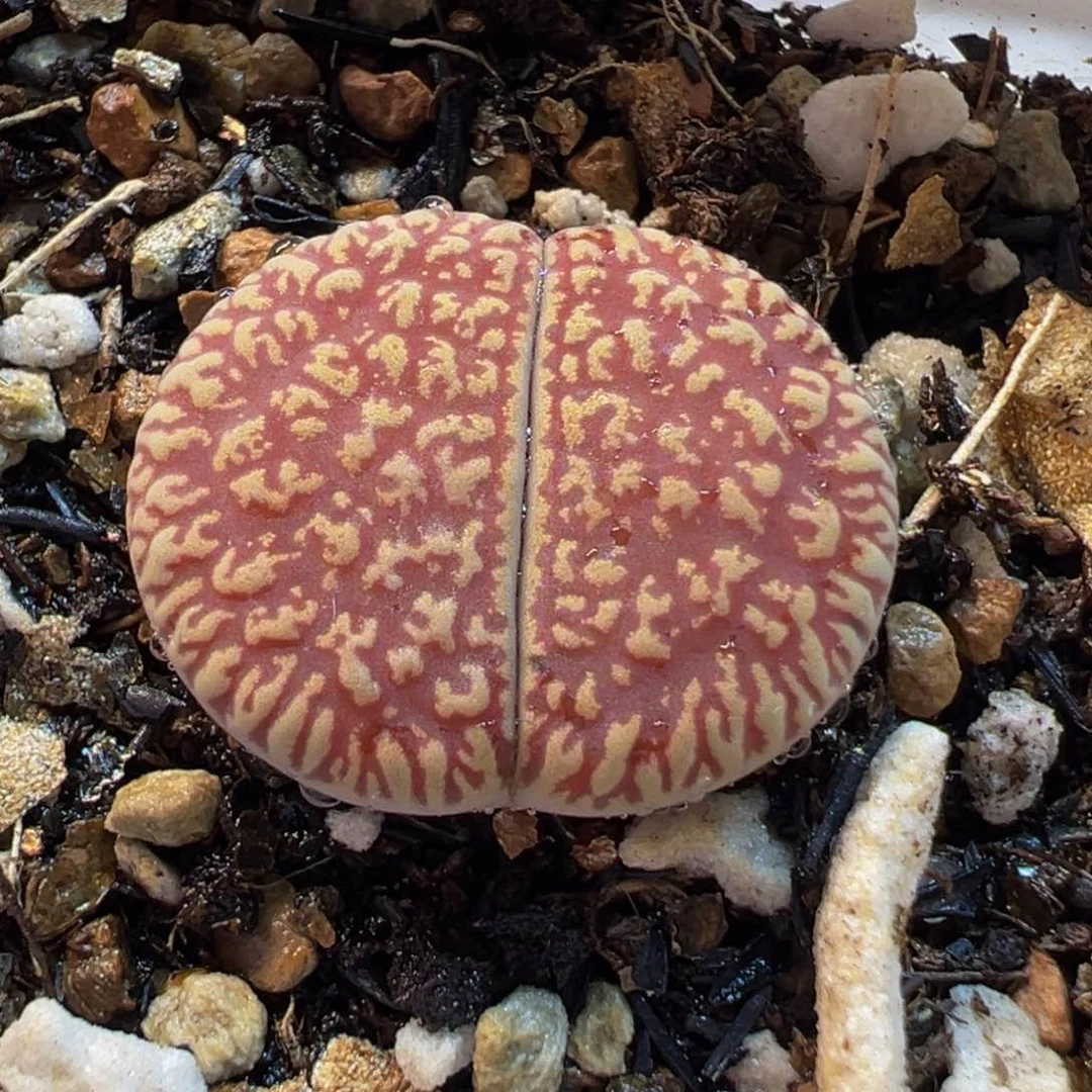 785多肉植物种类多样
