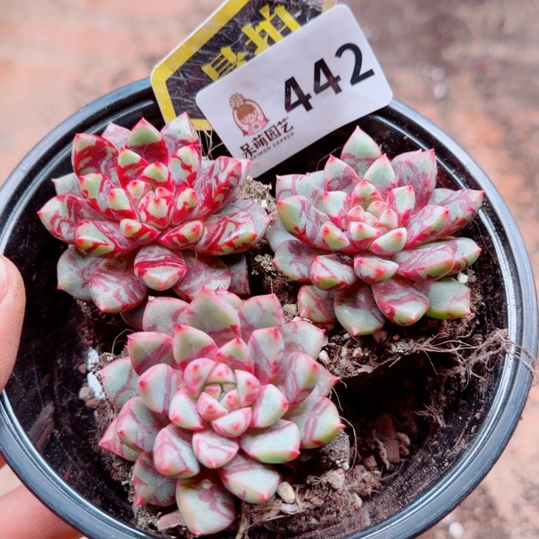 多肉植物多肉植物