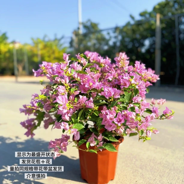 巴西紫·淡紫色小清新四季开花三角梅爬藤