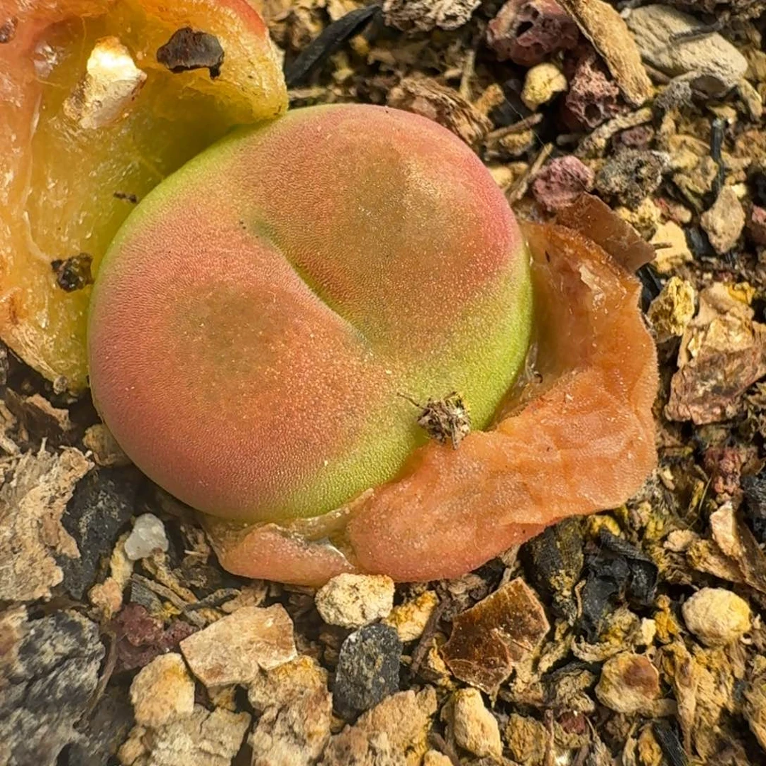 764水蜜桃带盆发货9888