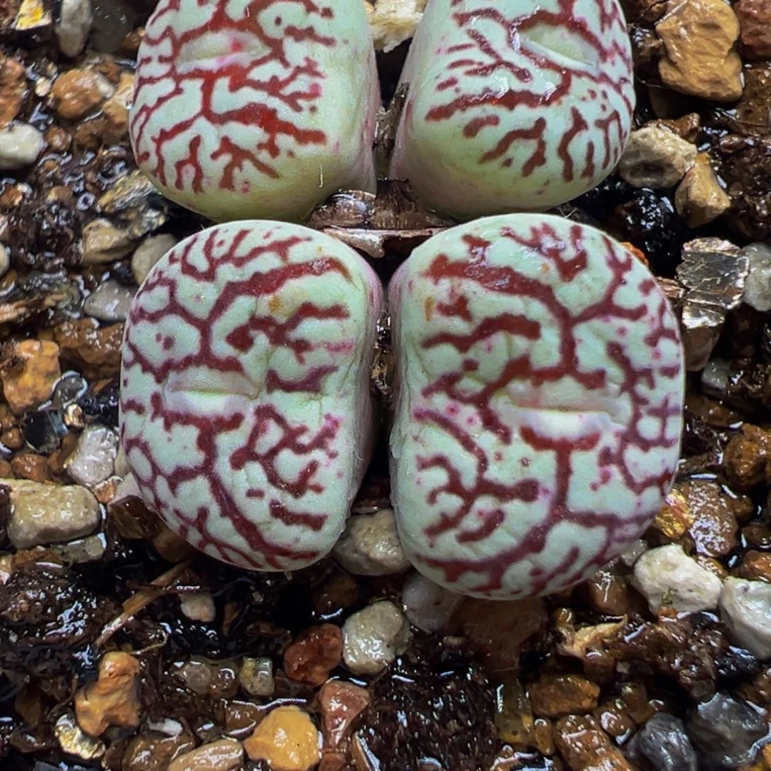 特价红纹墨群多肉植物