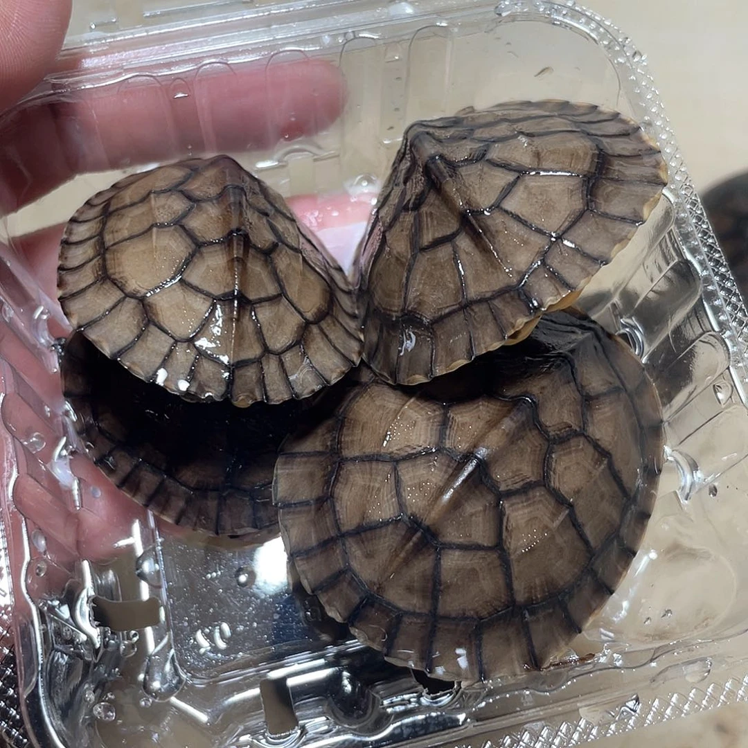 宠物龟不分公母4只次品南石