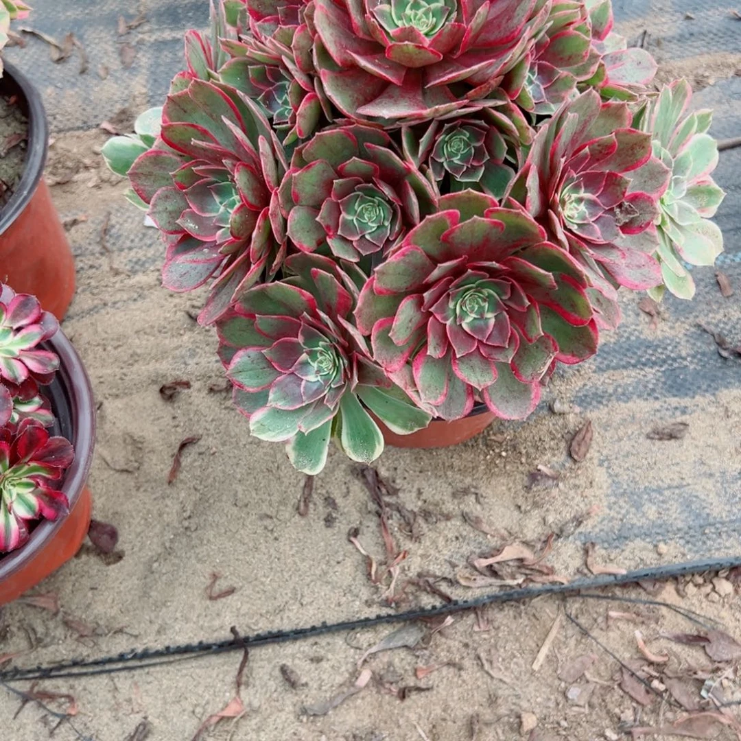 439莲花座多肉植物法师多肉