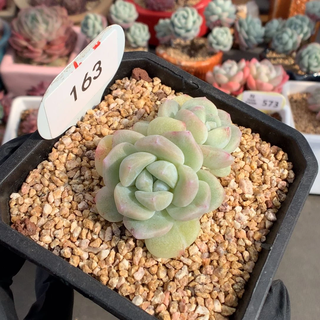 163 新春特冰玉石化