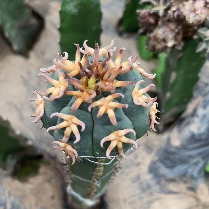 袖蒲接狂刺猫爪仙人球