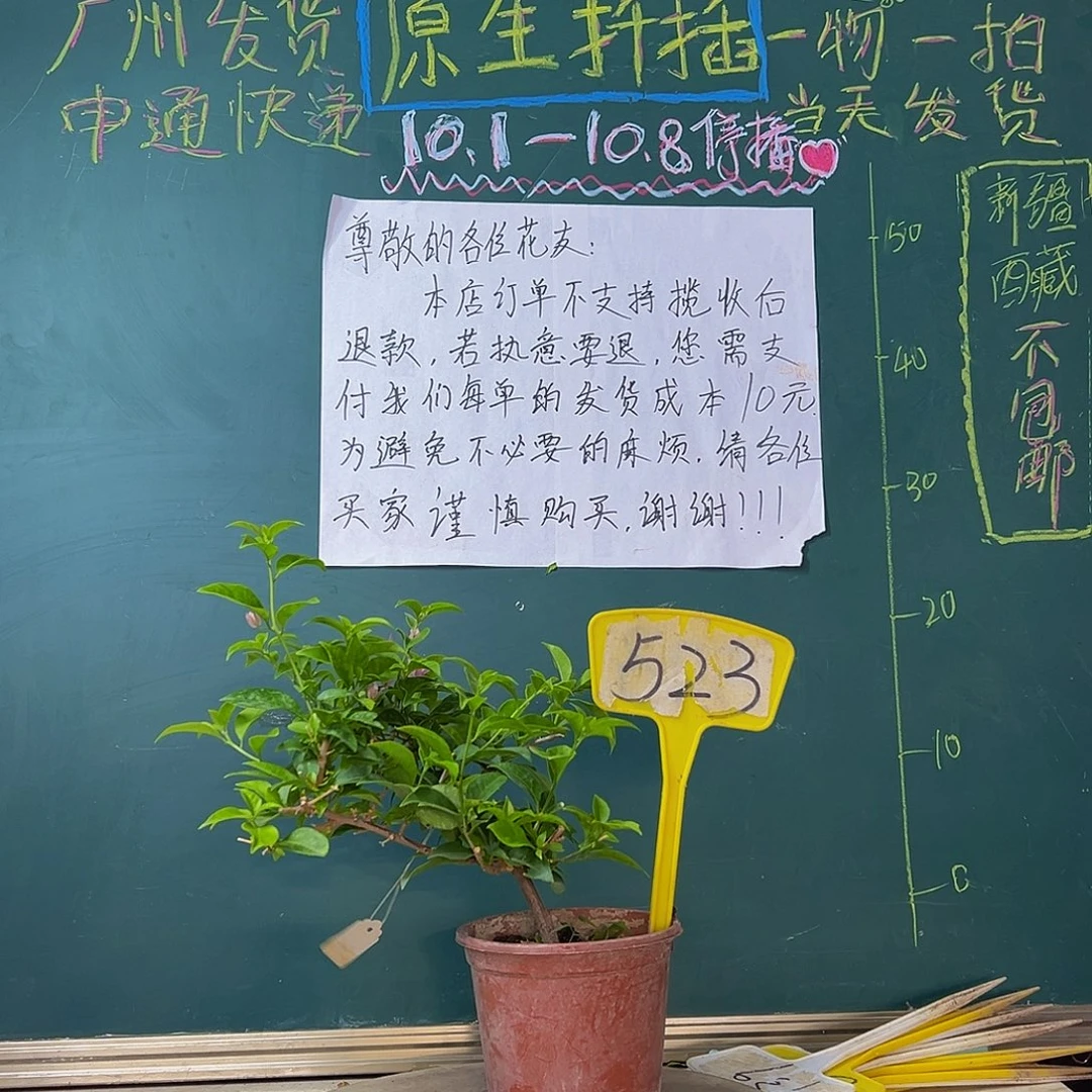 当前无花栽培后可以开花福利 粉星星523