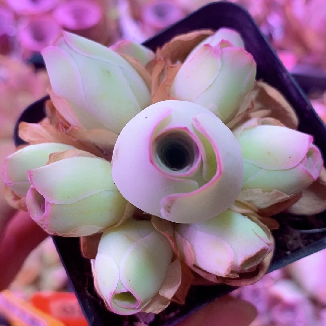 山地玫瑰一物一拍003