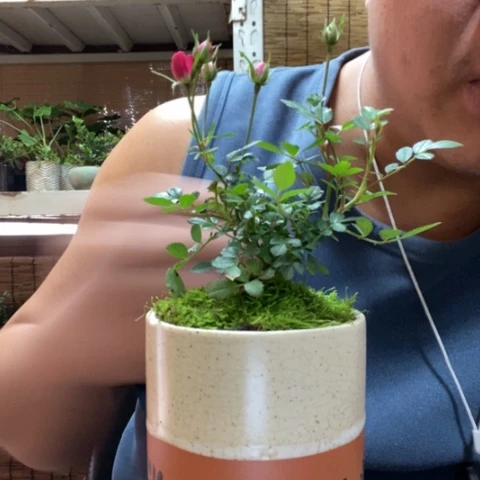 红陶雷*一物一拍所见即所得75