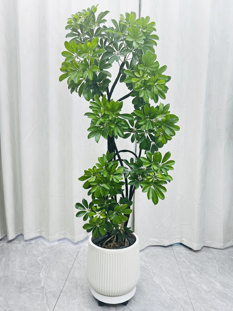 鸭脚木 懒人绿植 客厅卧室办公室必备大型盆景 净化空气